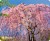 Defender Коврик для компьютерной мыши Silk Pad Nature 230x190x1.6 мм, 10 видов Defender Silk Pad Nature