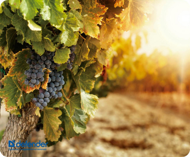 Defender Коврик для компьютерной мыши Silk Pad Nature 230x190x1.6 мм, 10 видов Defender Silk Pad Nature